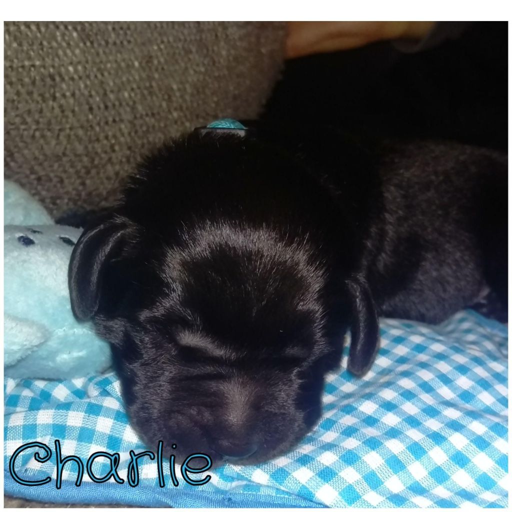 Charlie.jpg