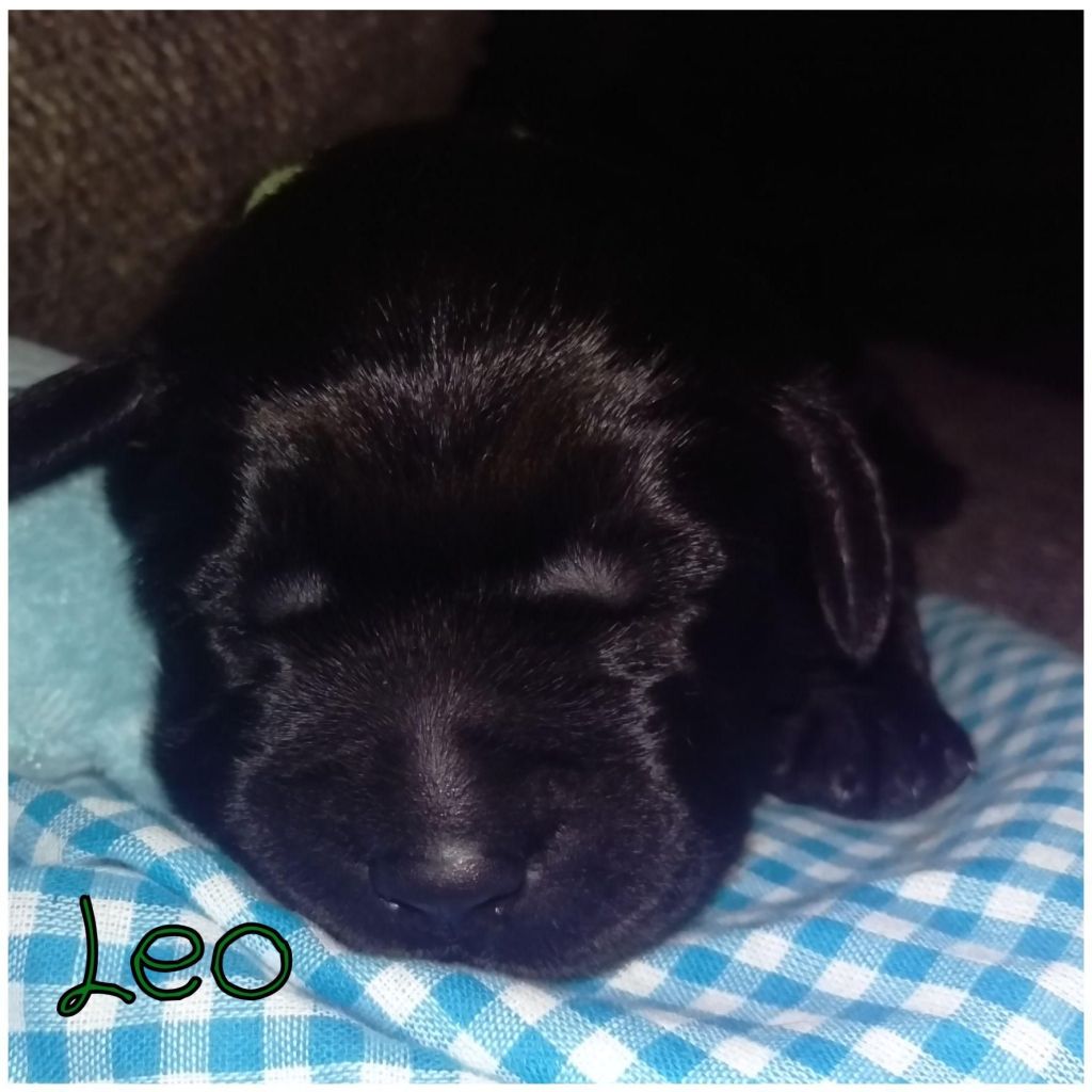 Leo.jpg
