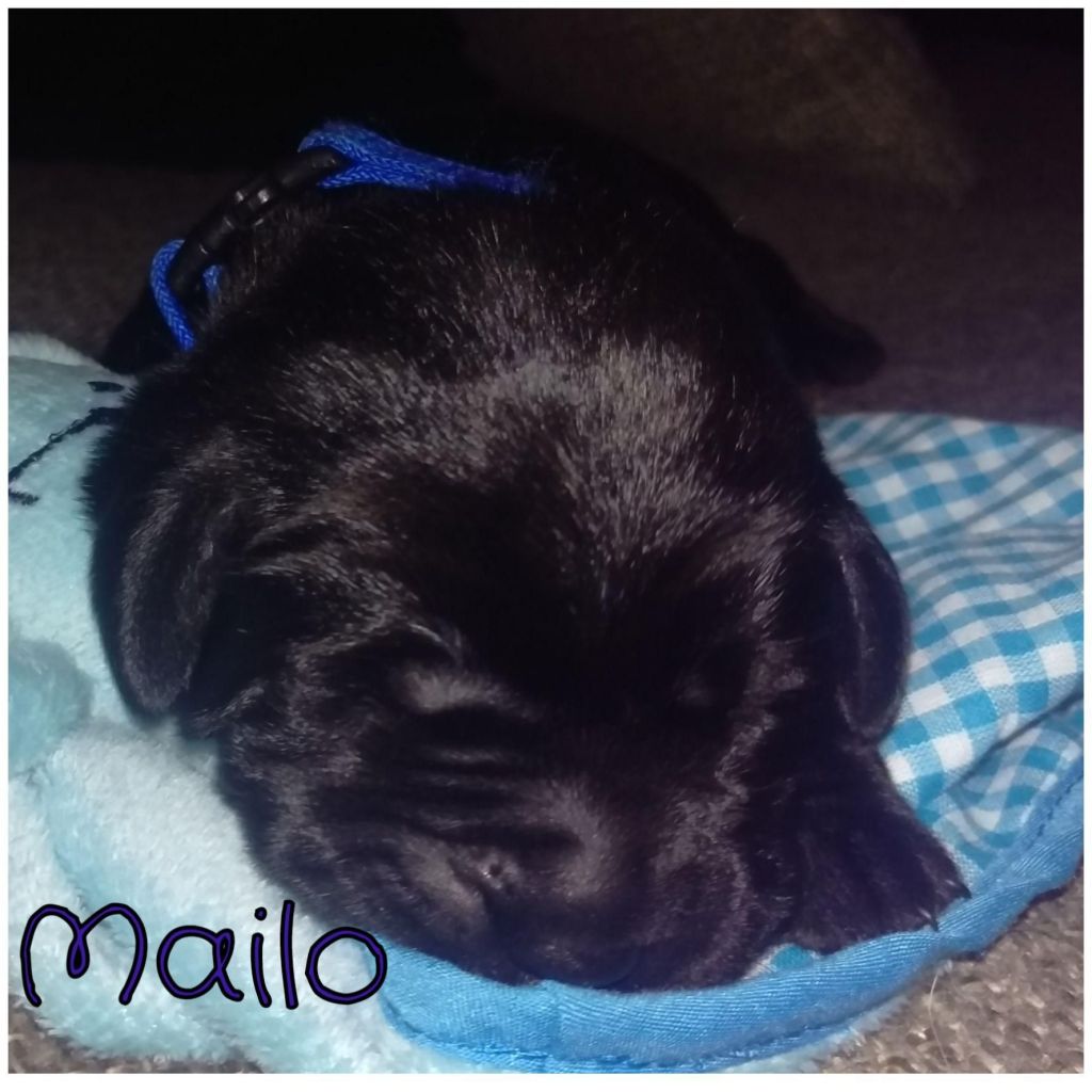 Mailo.jpg
