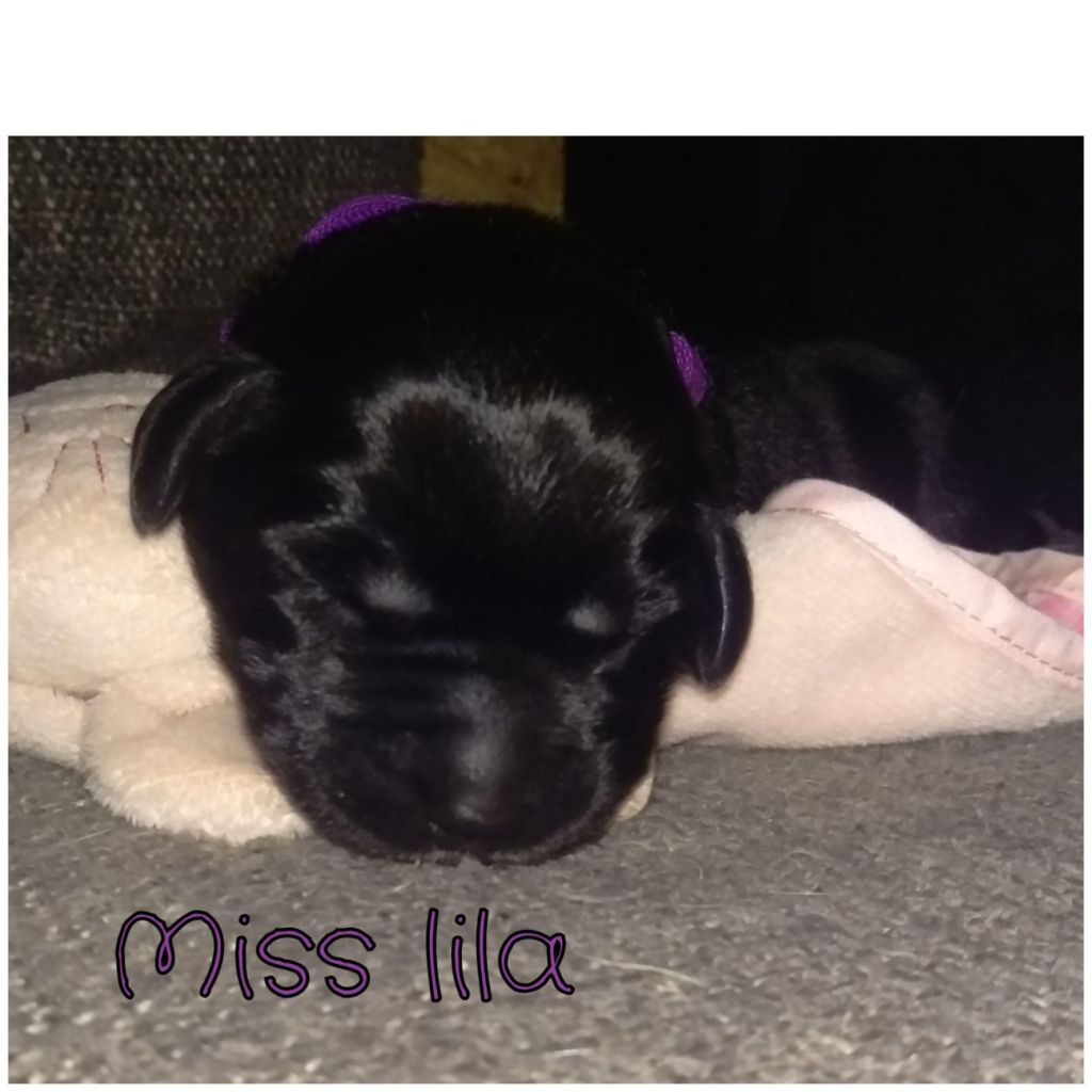 Miss Lila.jpg