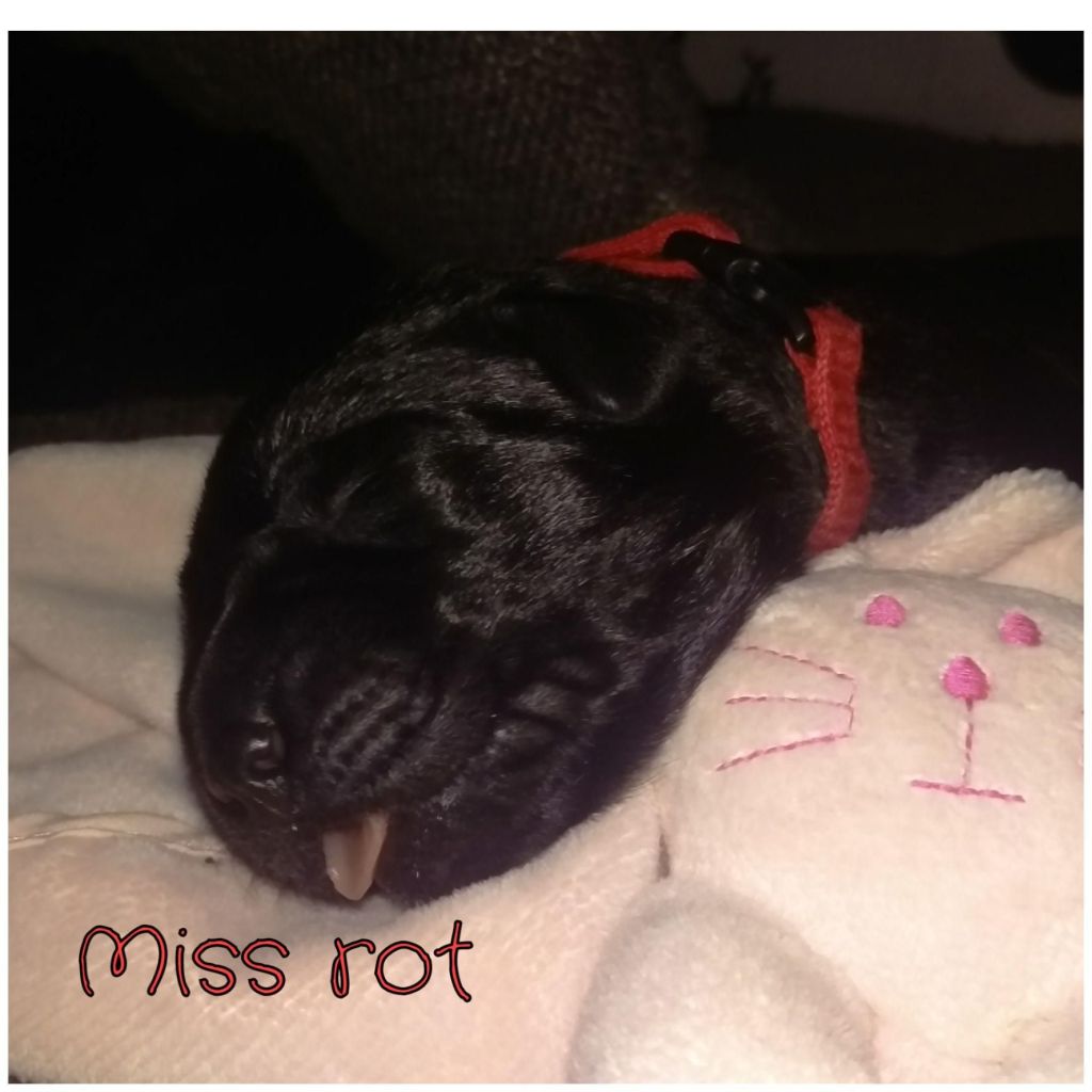 Miss Rot.jpg