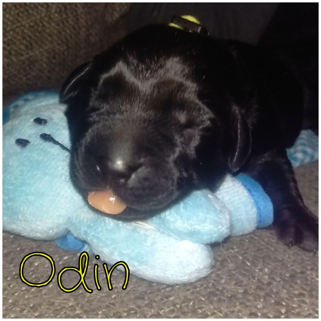 Odin.jpg