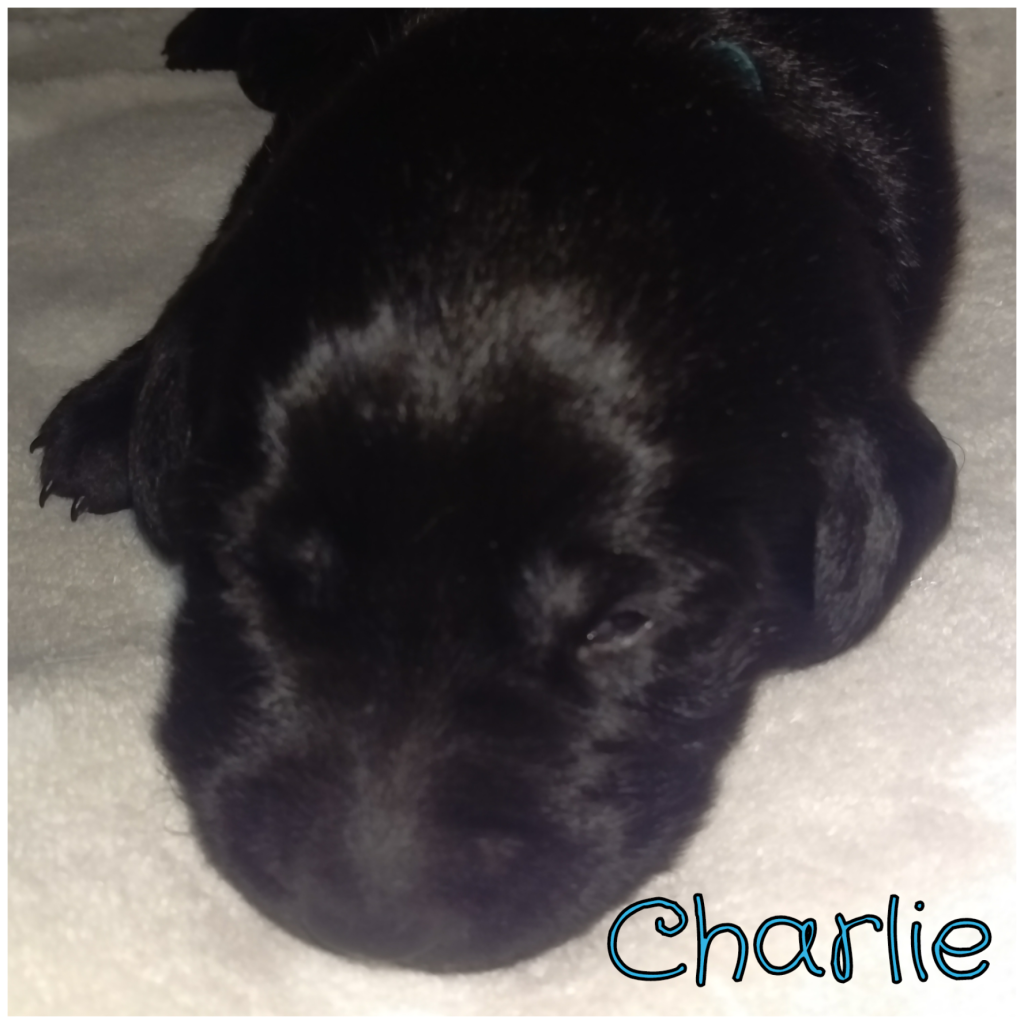 Charlie.png