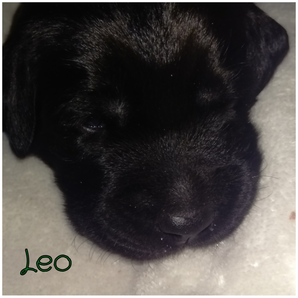 Leo.png