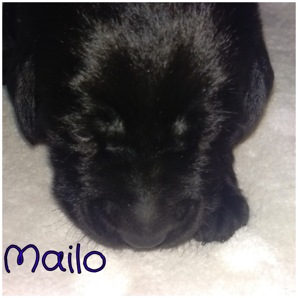 Mailo.png