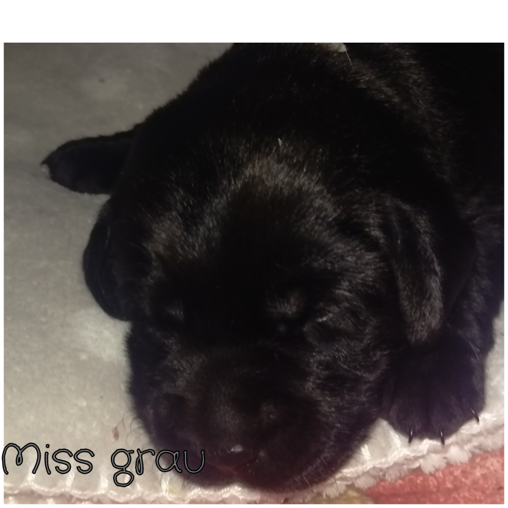 Miss Grau.png
