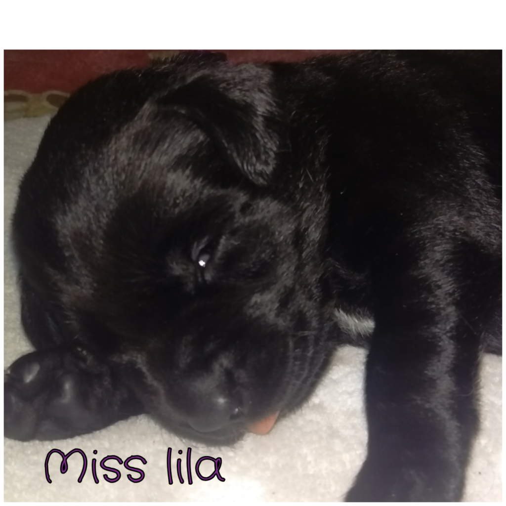 Miss Lila.png