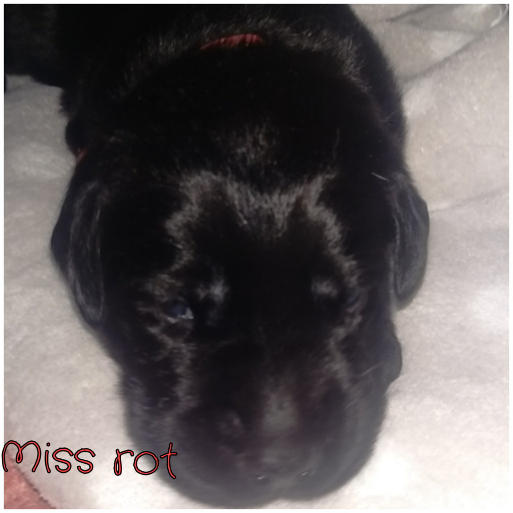 Miss Rot.png