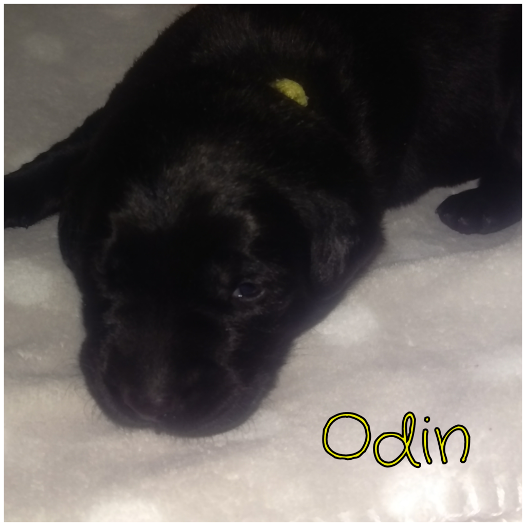 Odin.png