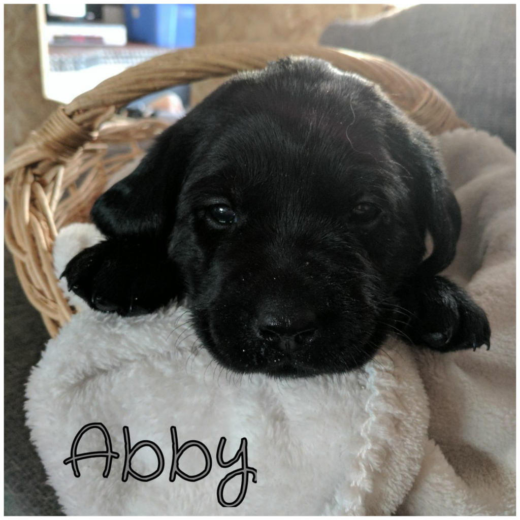 Abby.png