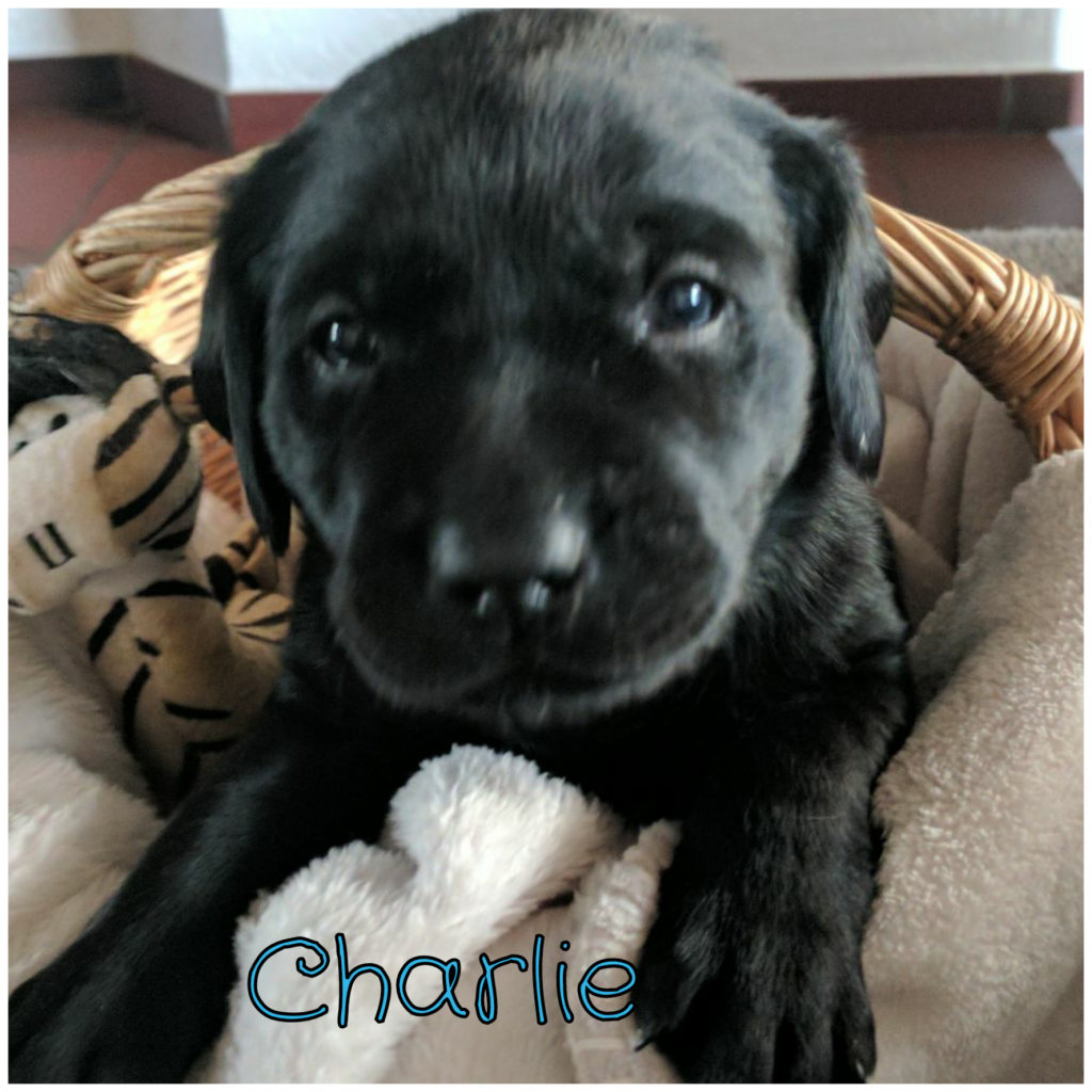 Charlie.png
