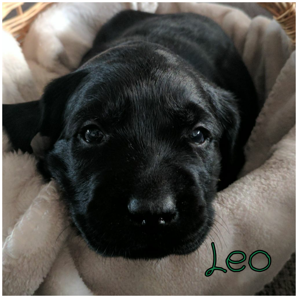 Leo.png