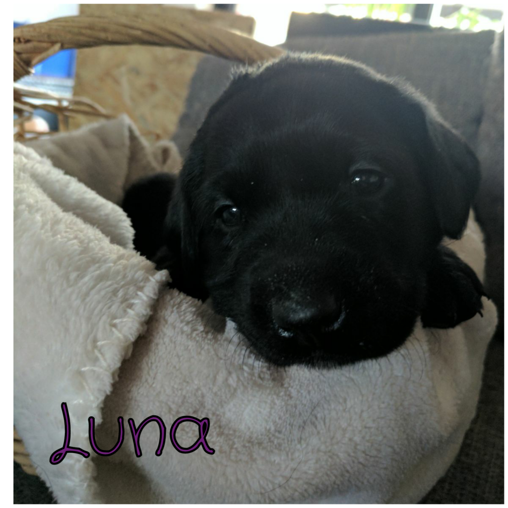 Luna.png