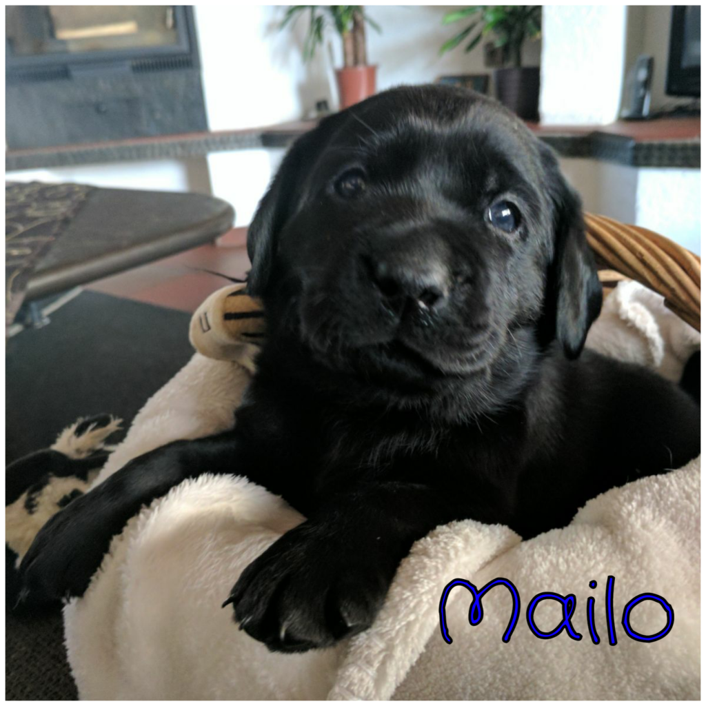 Mailo.png