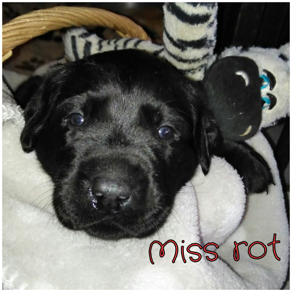 Miss Rot.png