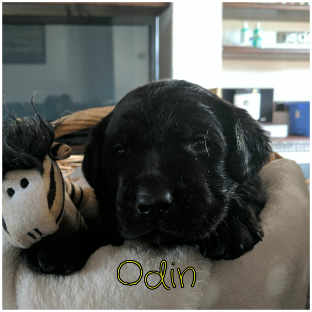 Odin.png