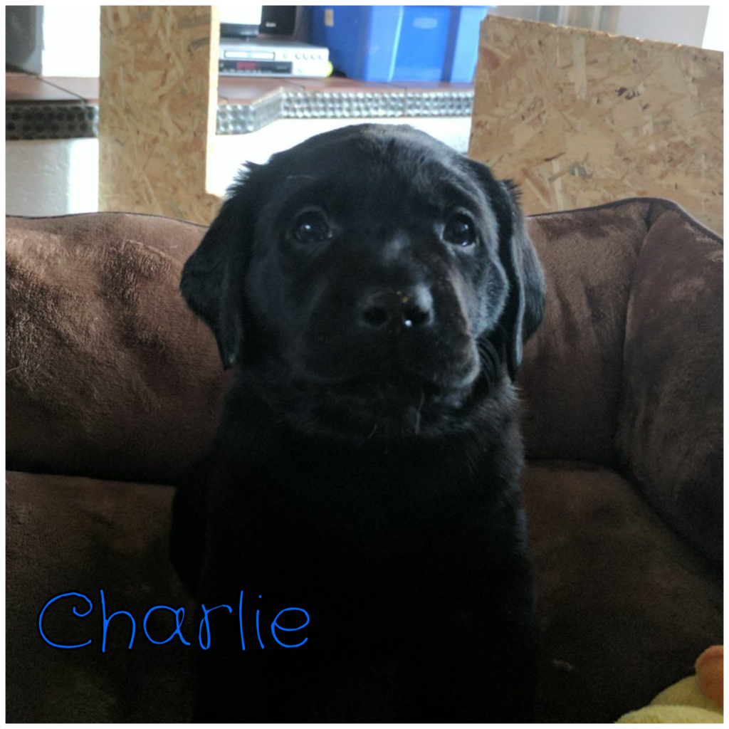 Charlie.png