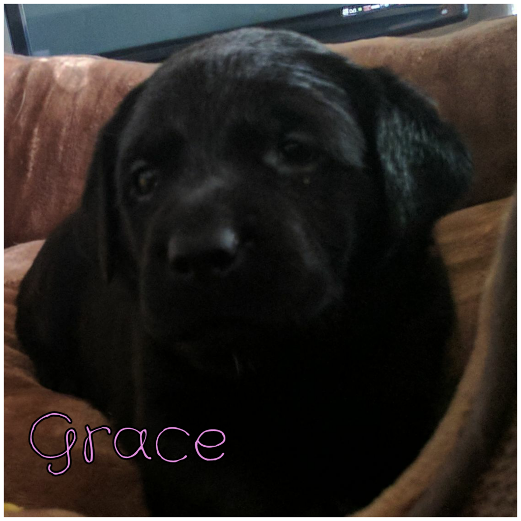 Gace.png