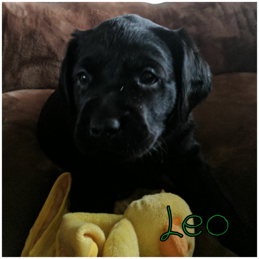 Leo.png