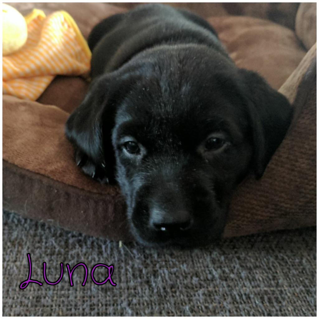 Luna.png