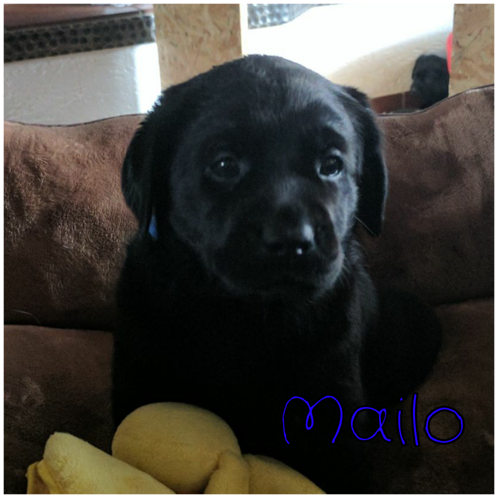 Mailo.png