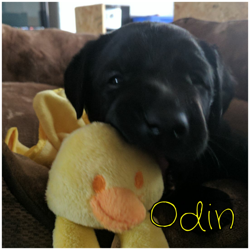 Odin.png