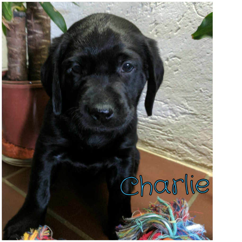 Charlie.png