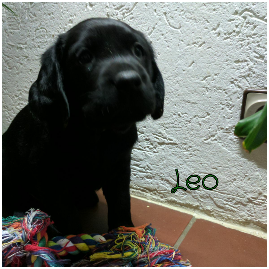 Leo.png