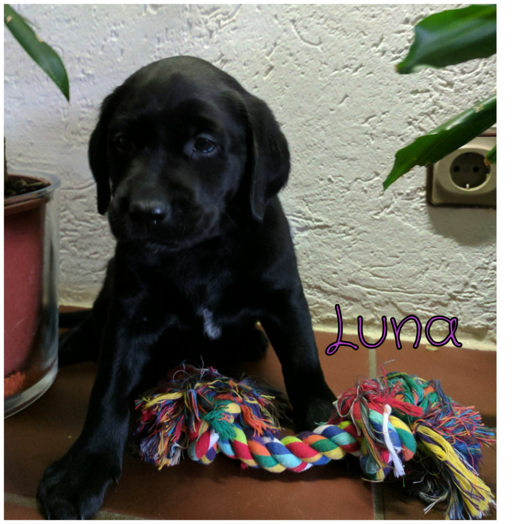 Luna.png