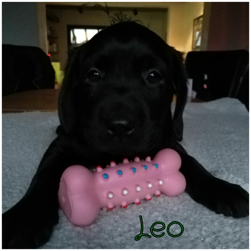 Leo.png