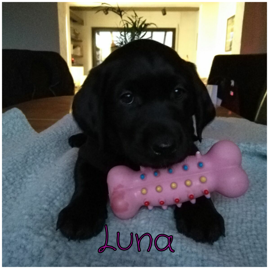 Luna.png