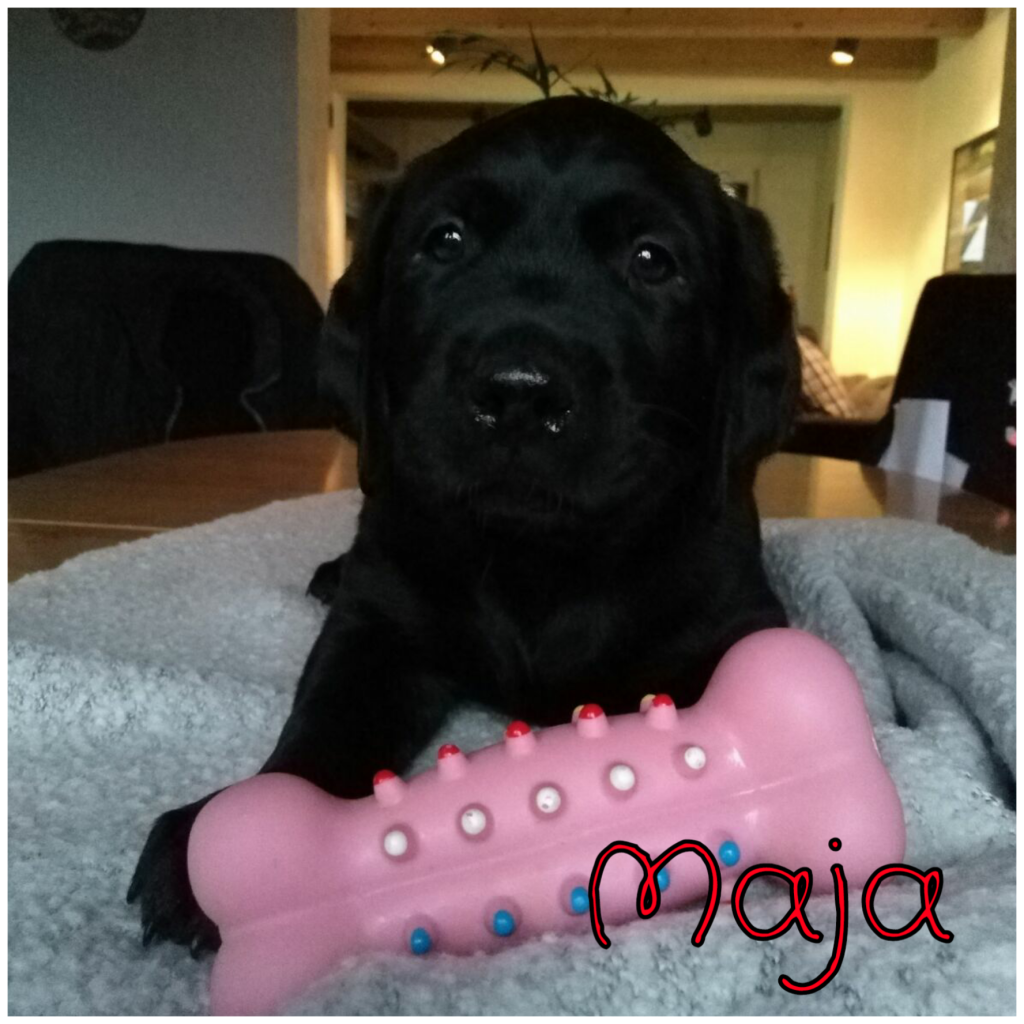 Maja.png