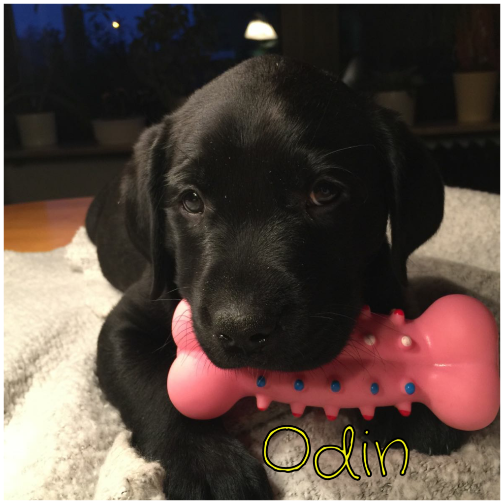Odin.png