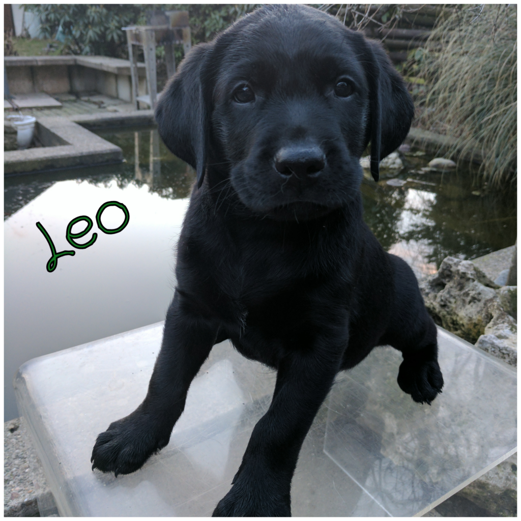Leo.png