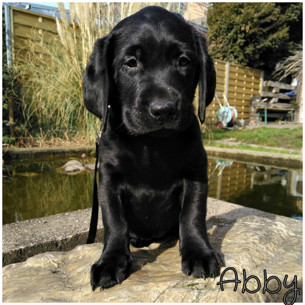 Abby.png