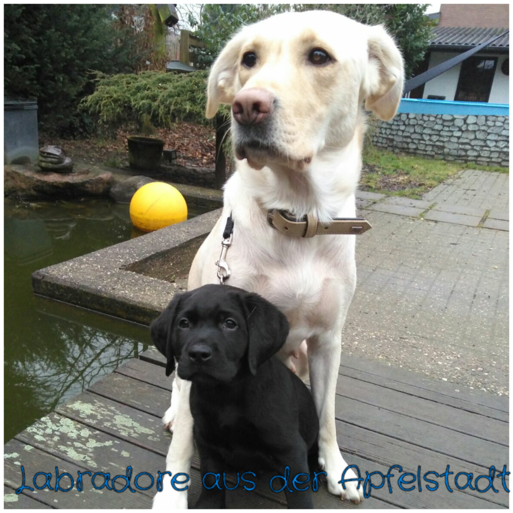Foto-Collagen-App_dfz0Ti (2).png