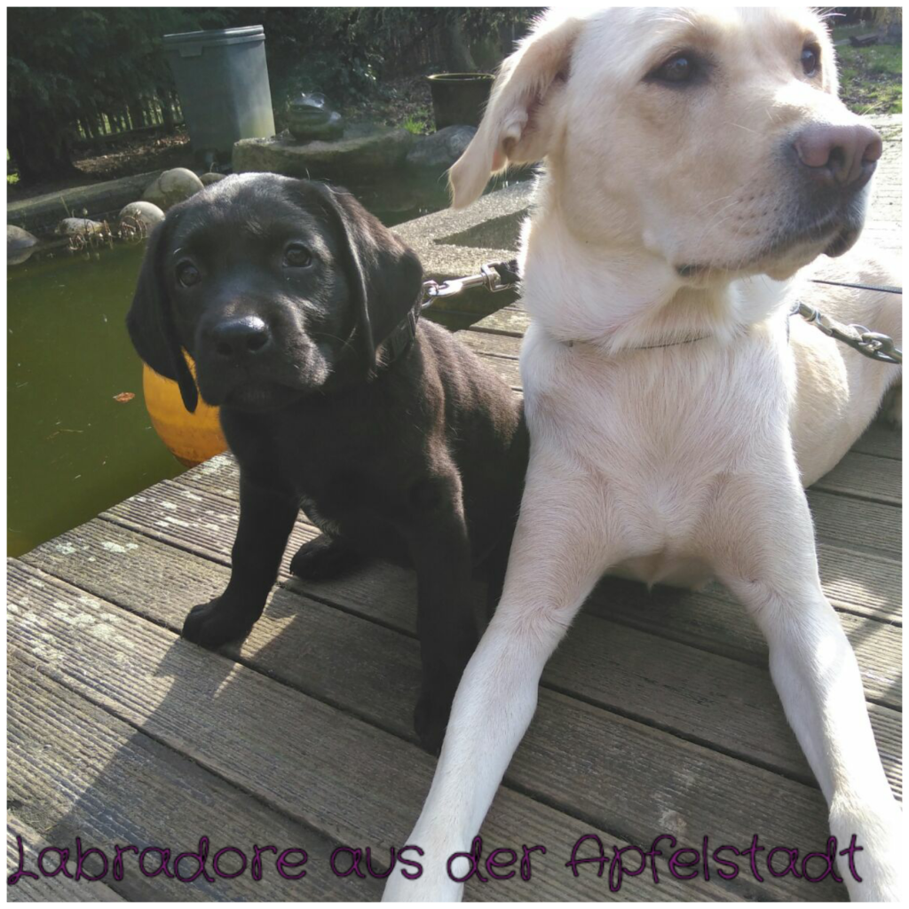 Foto-Collagen-App_p2APly.png