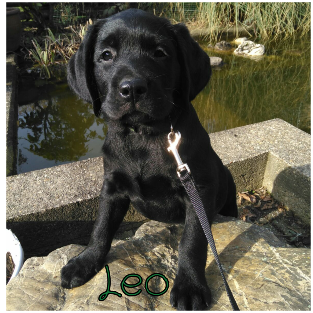 Leo.png