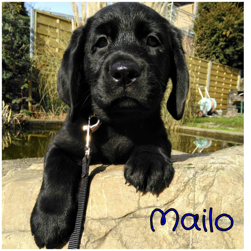 Mailo.png