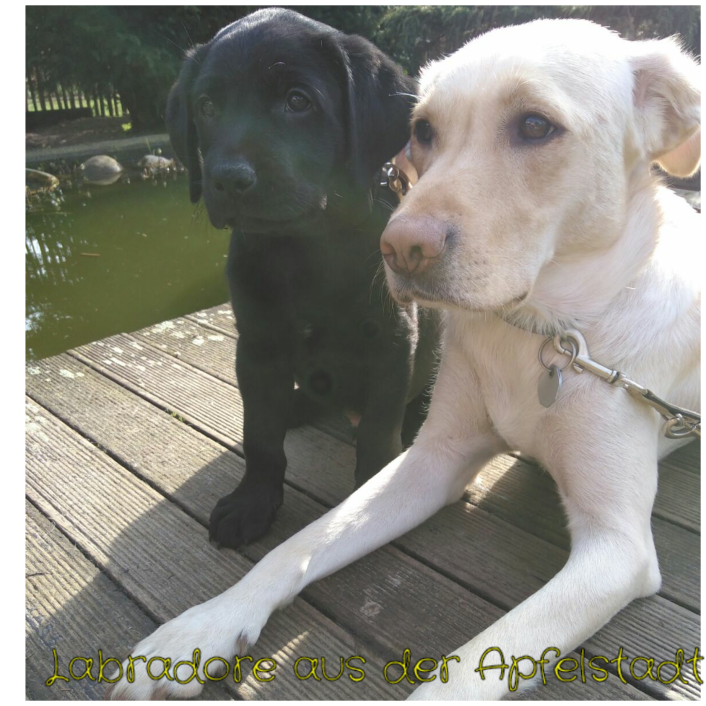 Odin und Emma.png