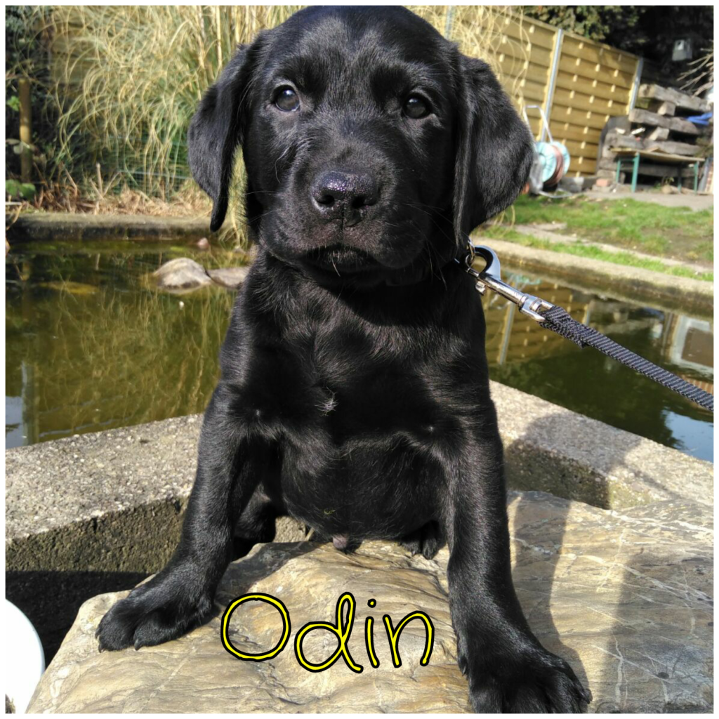 Odin.png