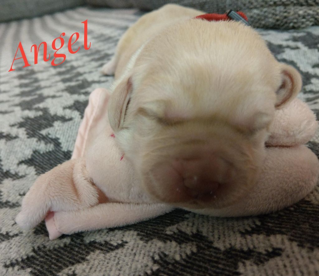 Angel.jpg