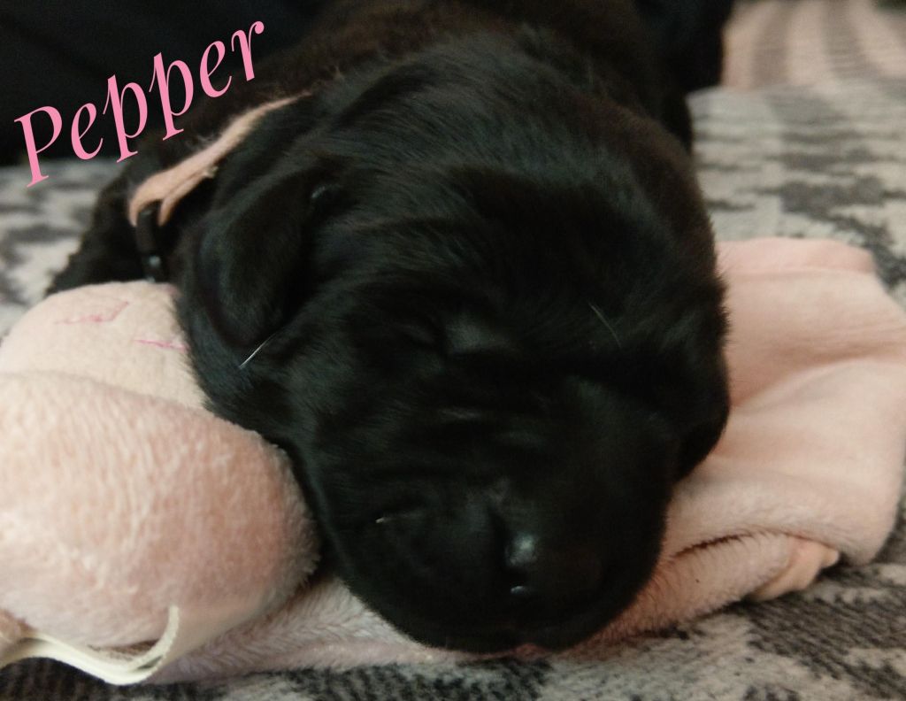 Pepper.jpg