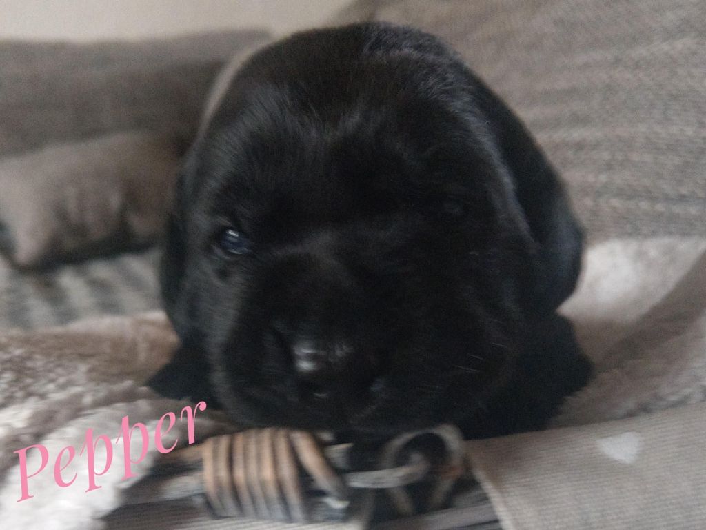 Pepper.jpg