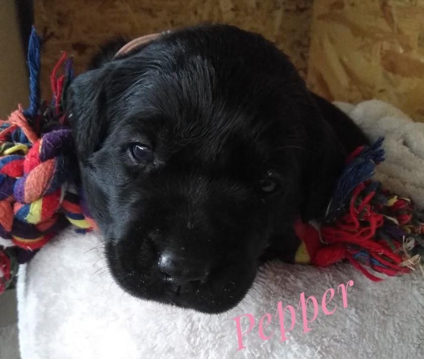 Pepper.jpg