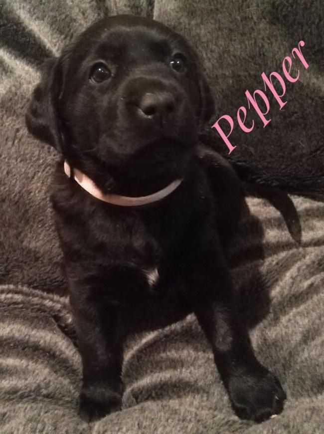 Pepper.jpeg