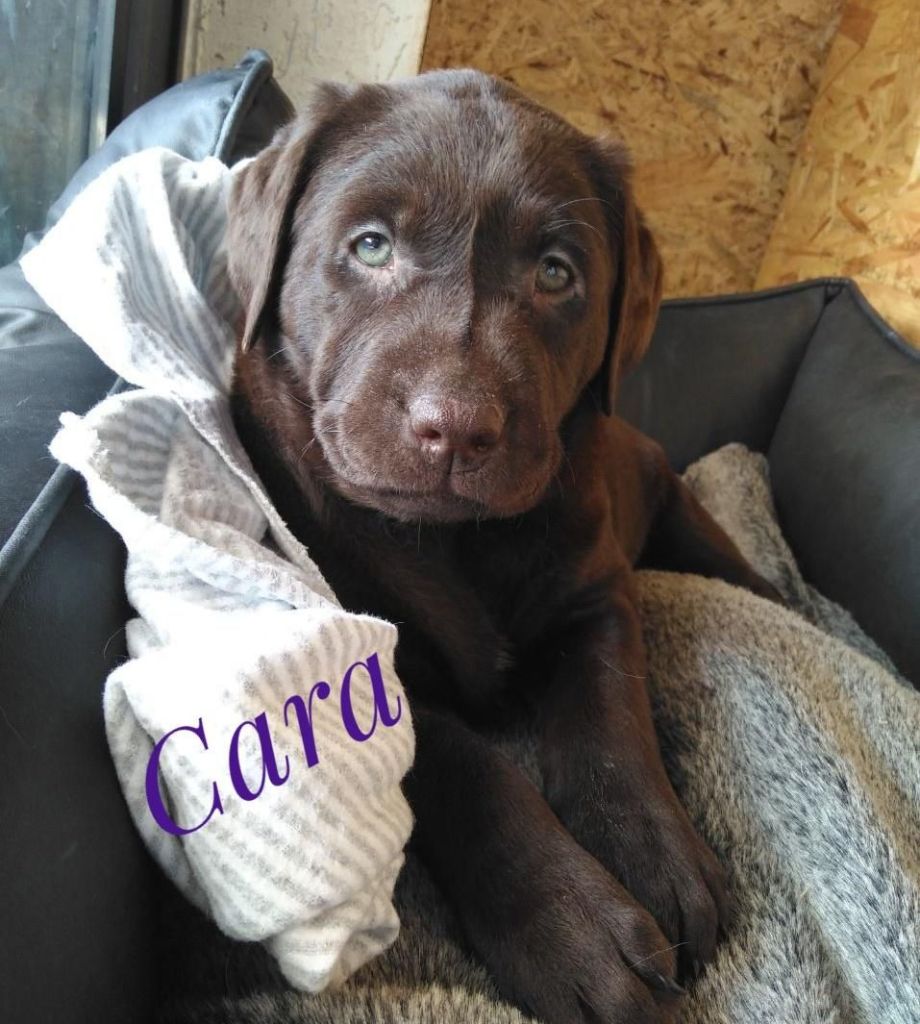 Cara.jpeg