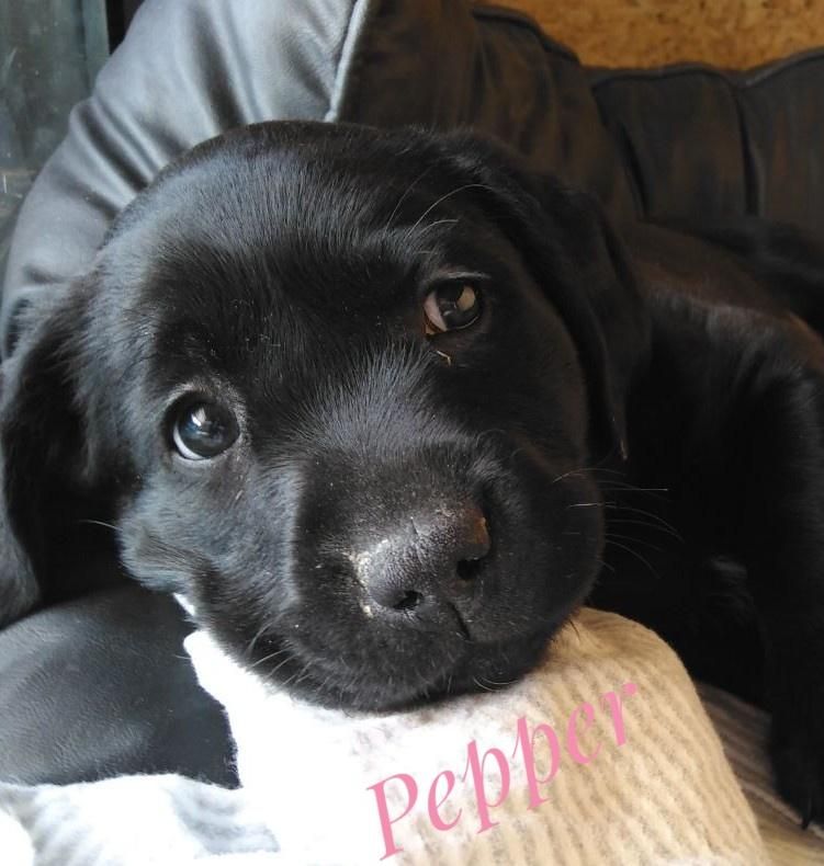 Pepper.jpeg