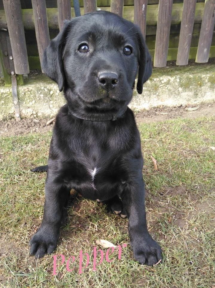Pepper.jpeg