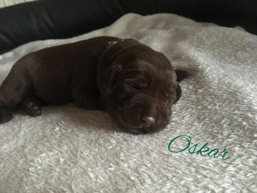 Oskar.jpg